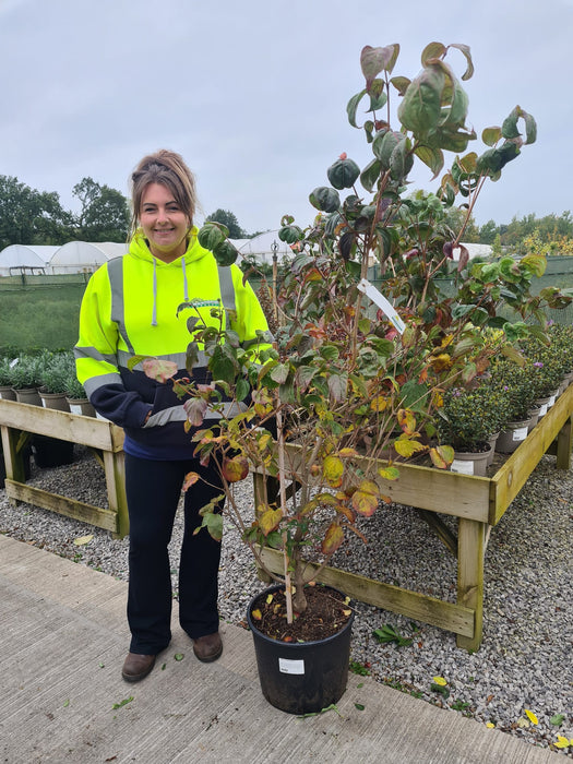 Cornus Kousa Satomi 20 Litre Pot 140cm Tall