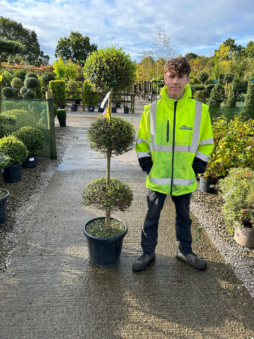 Ligustrum Delavayanum 3 Ball Stack - 25 Litre Pot