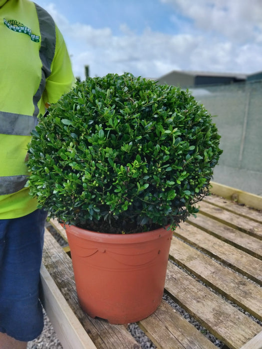 Ilex Crenata Stoke's Ball 40cm 12 Litre Pot