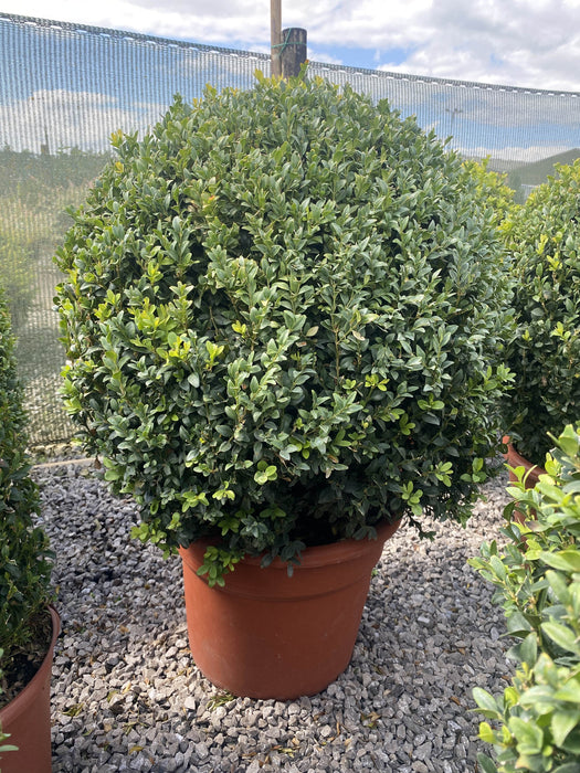 Buxus Ball 25 Litre Pot 60cm Wide