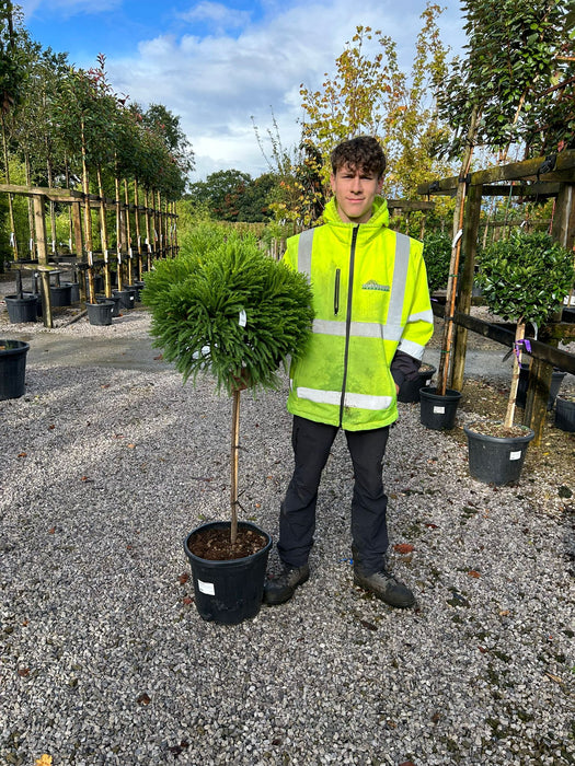 Cryptomeria Japonica Half Standard 18 Litre Pot