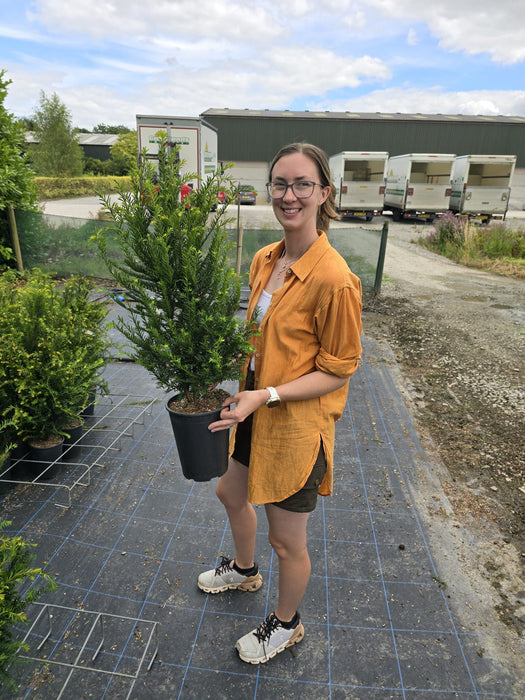 Yew Hedging 5 Litre Pot 50-60 cm