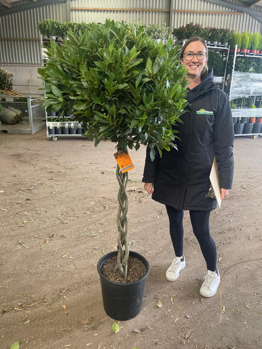 Laurus Nobilis 1/2 Standard 20 Litre Pot 80/85cm Platted Stem 70/75cm Head