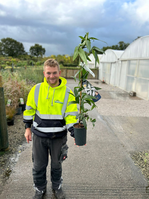 Clematis Armandii 2 Litre Pot