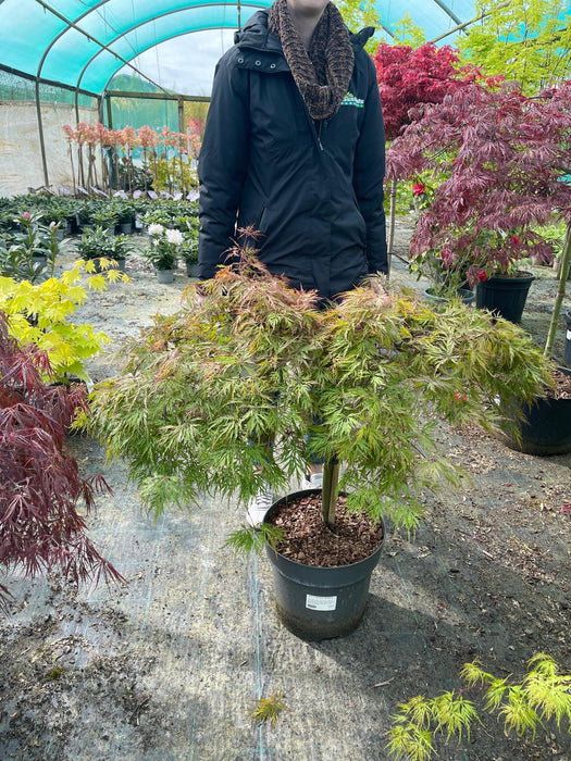 Acer palmatum dissectum Orangeola 16.5 Litre Pot 40cm Stem