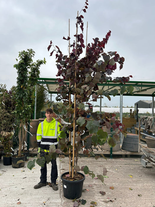 Cercis canadensis Forest Pansy 50 Litre Pot 3 Metres Plus