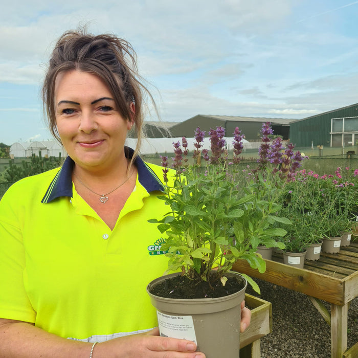 Salvia Sensation Dark Blue 2 Litre Pot