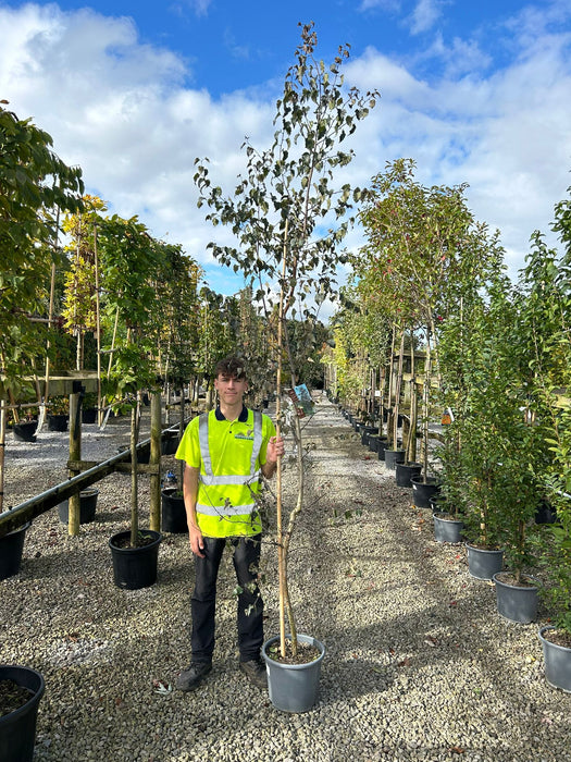 Betula Crimson Frost 15 Litre Pot