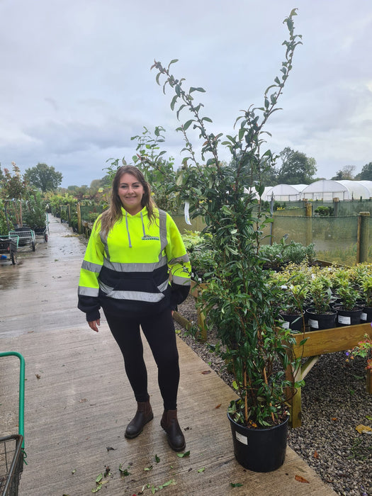 Chaenomeles Falconnet Charlet 20 Litre Pot 180/200cm Tall