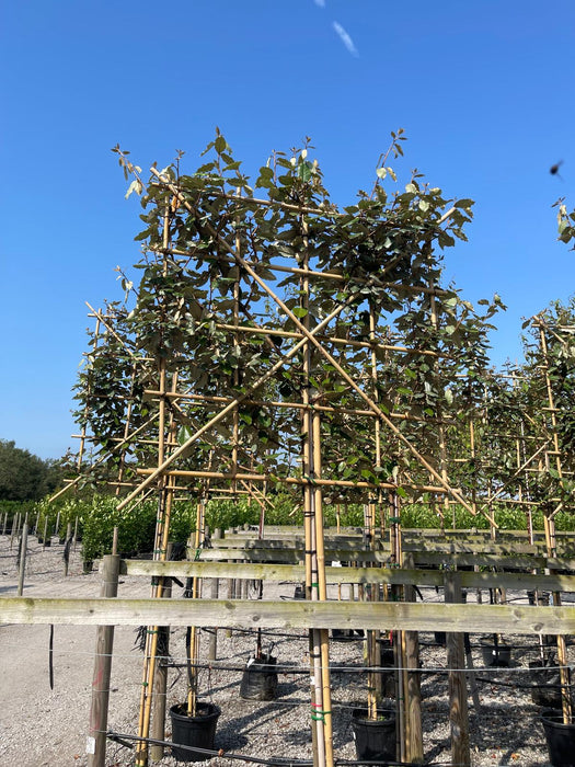 Elaeagnus Ebbingei Pleached Potted 180 Stem 120x120 Frame