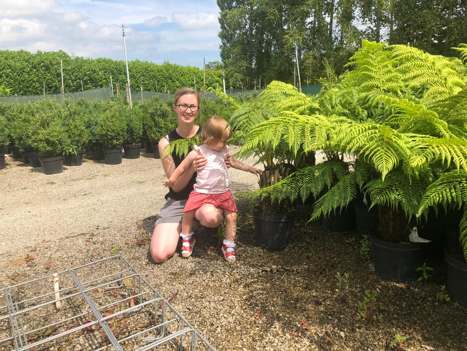 Tree Fern Dicksonia Antarctica 1.5 Foot Log April Delivery