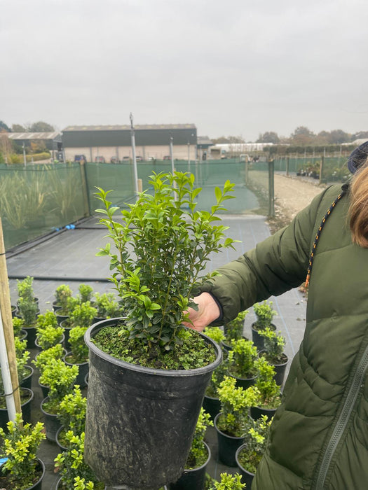 Box Hedging 3.5 Litre Pot 20/25cm