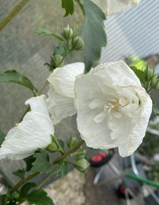 Hibiscus White Chiffon 4.5 Litre Pot