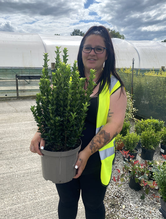 Euonymus Jap. Green Spire 5 Litre Pot 40/50cm