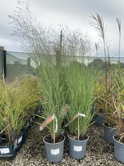 Panicum virgatum Heiliger Hain 4.5 Litre