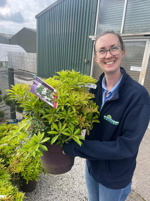 Pieris Japonica Cupido 7.5 Litre Pot