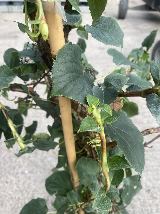 Hydrangea Petiolaris 10 Litre Pot