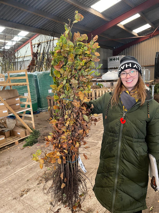 Beech Hedging Green 80-100cm Bare Root Next Delivery January