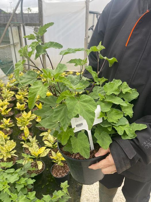 Lavatera Red Rum 3 Litre Pot