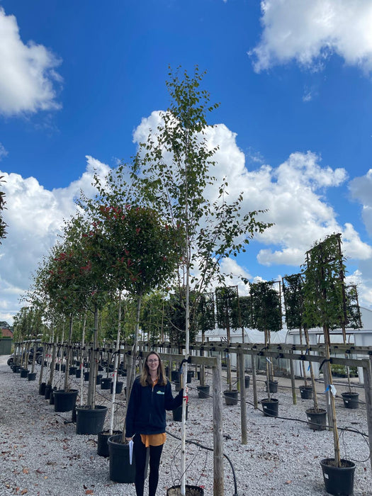 Betula Utilis 10/12cm Girth 3.5m+ Last Few Old Stock - As pictured