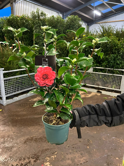 Camellia Japonica Roger Hall 1.5 Litre Pot