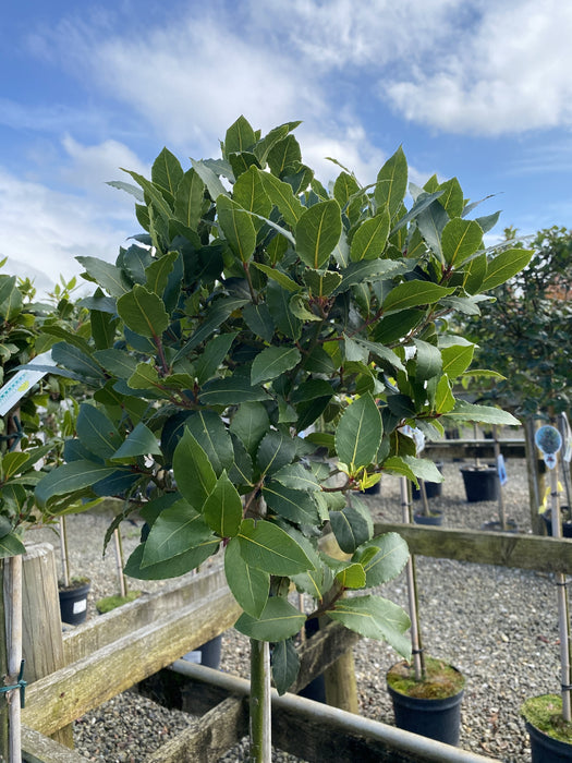 Laurus Nobilis 1/2 Standard  9 Litre Pot 80cm Stem