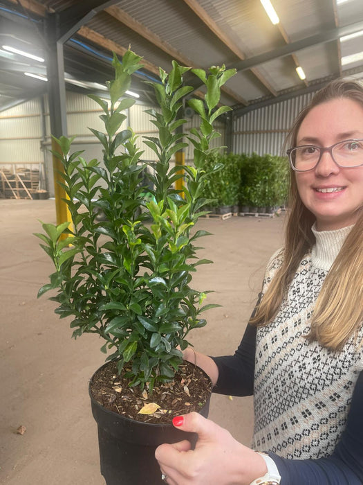 Euonymus japonicus Green Spire 2 Litre Pot