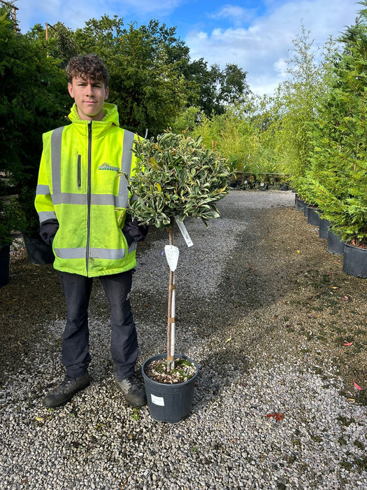 Photinia x fraseri Pink Marble Half Standard 12 Litre Pot