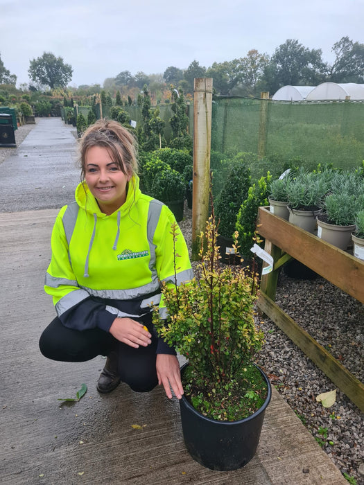 Berberis thunbergii Golden Torch 20 Litre Pot 65/70cm Tall