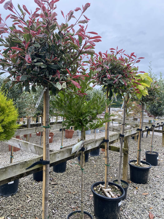 Photinia x fraseri Pink Marble Half Standard 35 Litre Pot