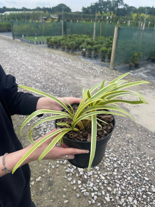 Agapanthus Thunderstorm 3 Litre Pot