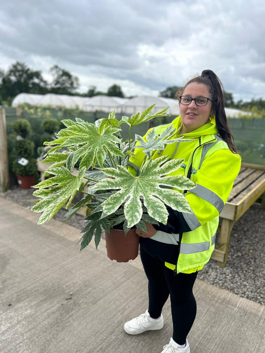 Fatsia Spiders Web 4 Litre Pot