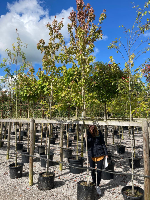 Acer Rubrum Red Sunset 10-12cm Girth Root Ball January