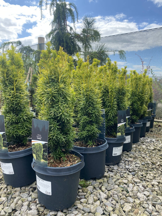 Taxus Baccata David 3 Litre Pot