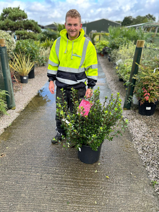 Azalea japonica Thierry 20 Litre Pot