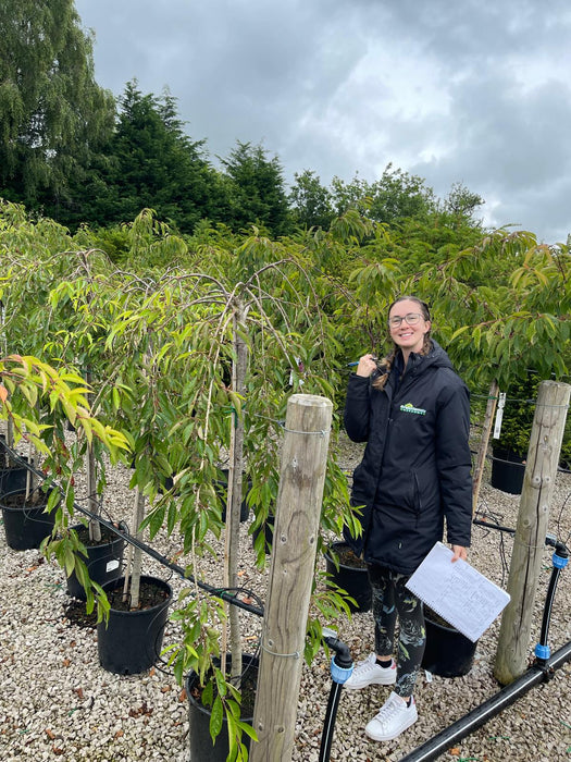 Prunus subhirtella Pendula Rubra Half Standard 20 Litre Pot