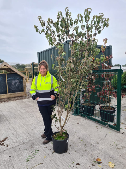 Cornus Kousa China Girl 20 Litre Pot 175/200cm Tall