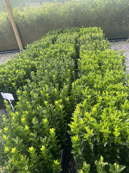 Euonymus japonicus Green Spire 2 Litre Pot