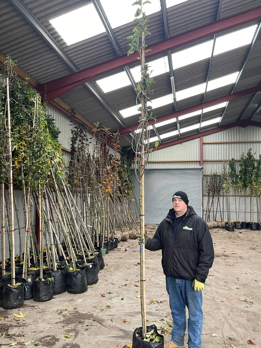 Apple Malus Golden Delicious 8/10cm Girth 35 Litre Pot