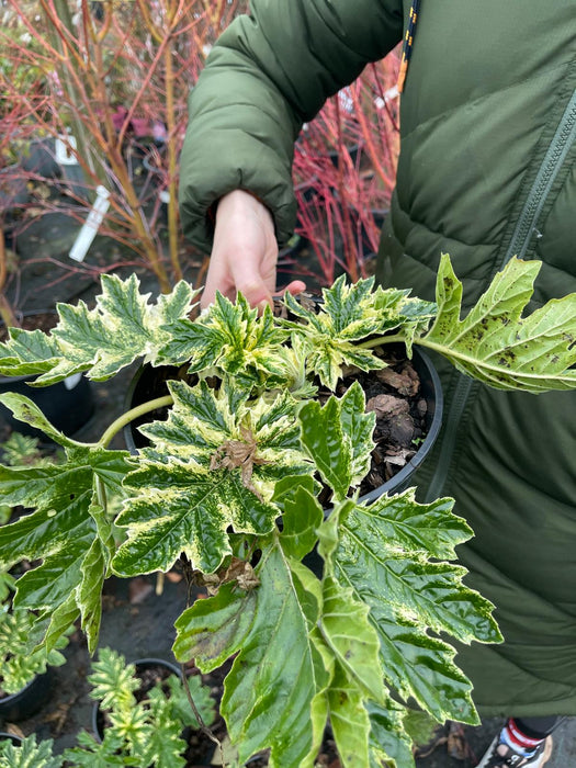 Acanthus Tasmanian Angel 3 Litre Pot