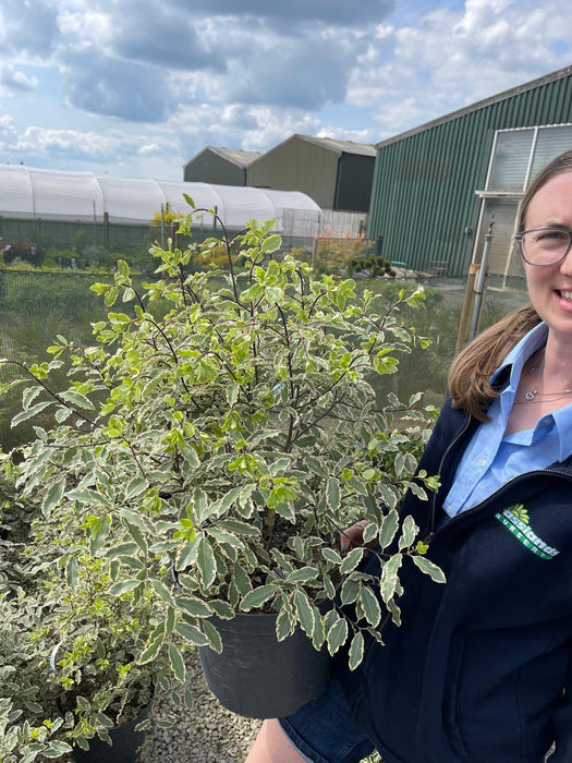 Pittosporum Tenuifolium Elizabeth 10 Litre Pot