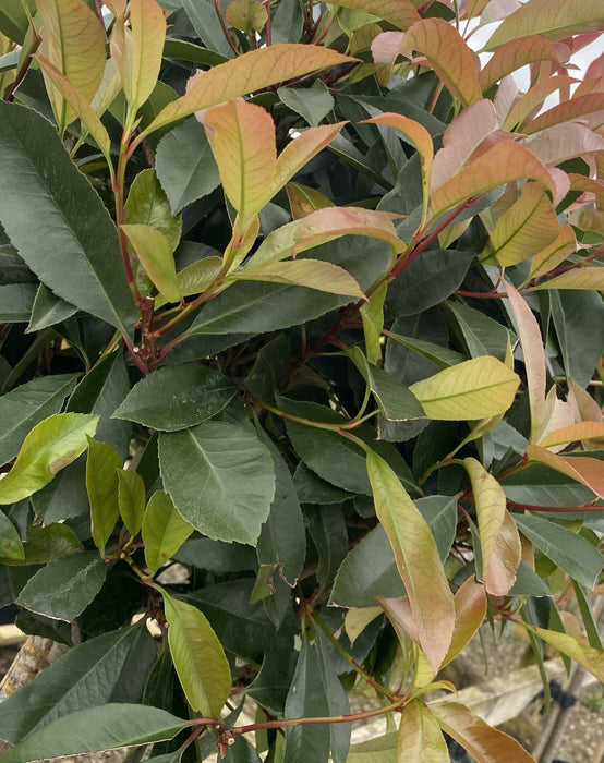 Photinia Red Robin Pleached 120cm Stem 120 x 120 cm Frame