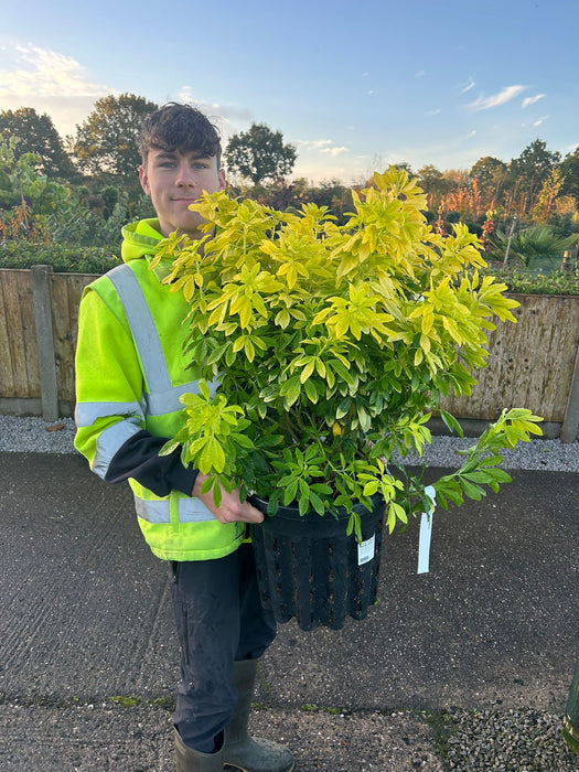 Choisya Ternata Sundance 20 Litre Pot Extra Bushy 60cm High