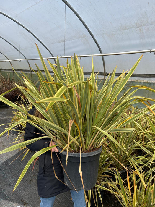 Phormium Wings of Gold 20L