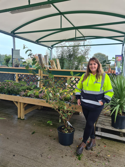 Hamamelis Rubin 20 Litre Pot 150/160cm Tall