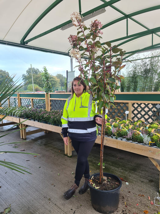 Hydrangea paniculata Wim's Red 35 Litre Pot Half Standard