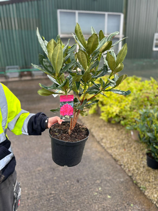 Rhododendron Hybrid Nova Zembla 5 Litre Pot