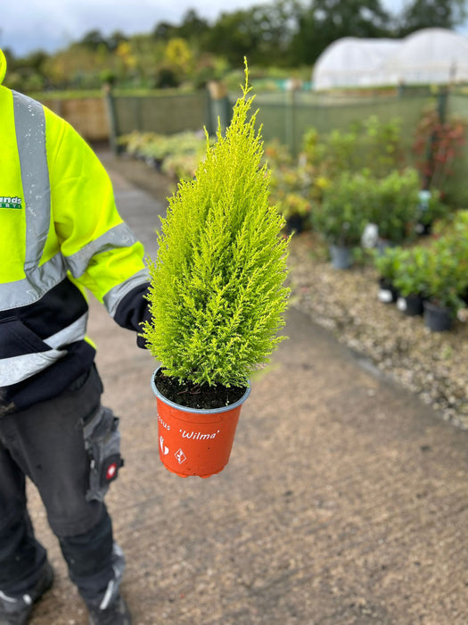 Cupressus mac.Wilma 3 Litre Pot