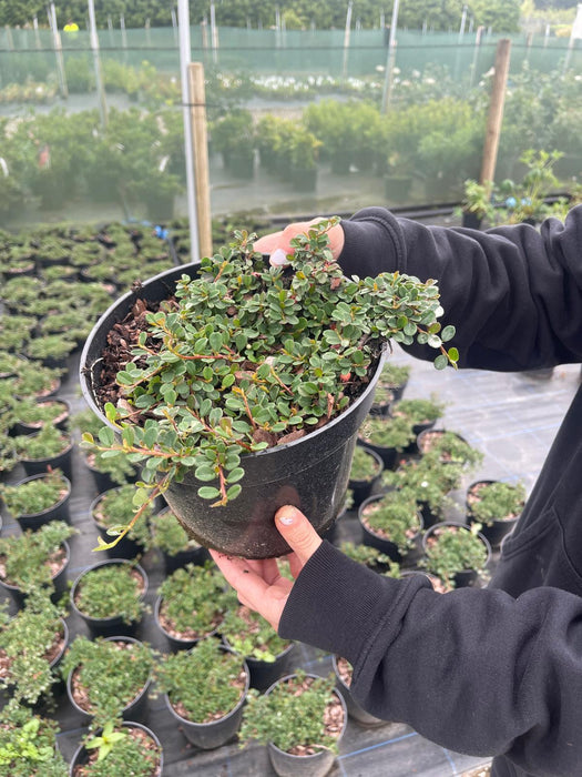 Cotoneaster Streib's Findling  1.5 Litre Pot