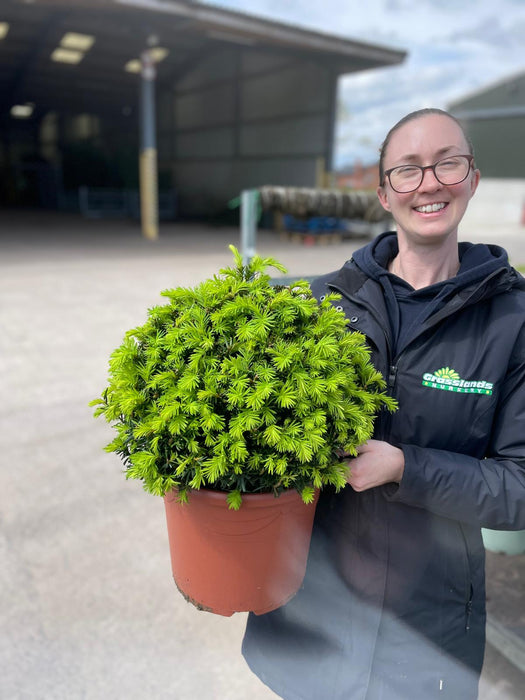 Yew - Taxus Baccata Ball 35cm